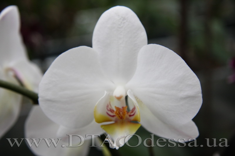Phalaenopsis 'Taisuco Swan'