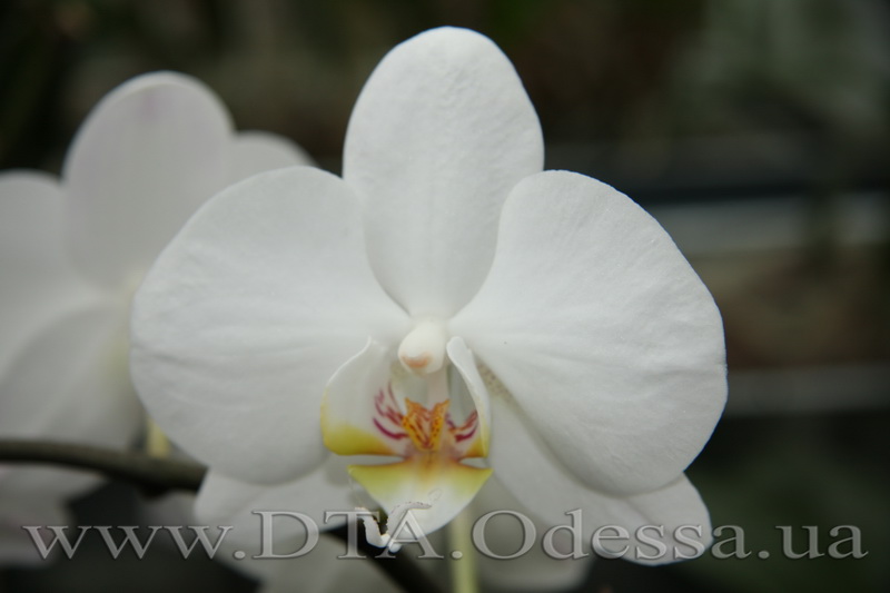 Phalaenopsis 'Taisuco Swan'