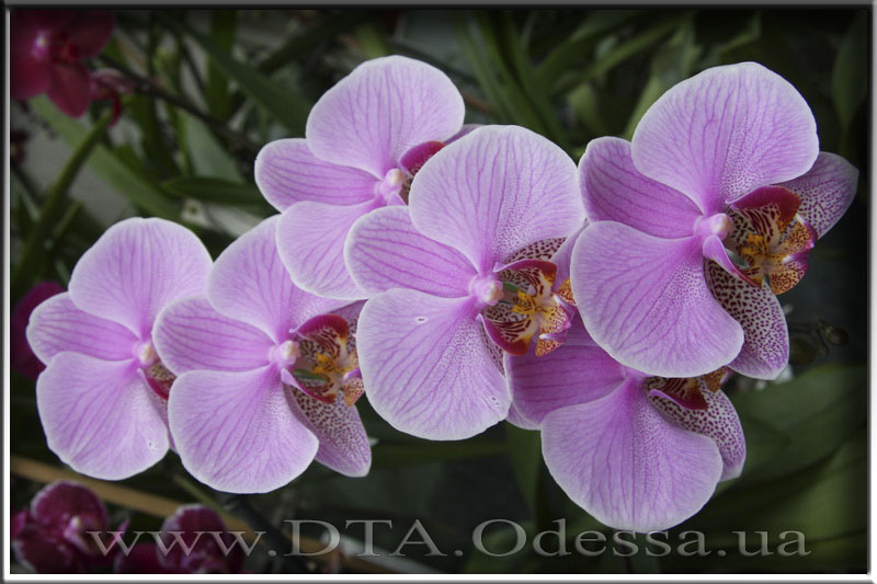 Phalaenopsis, Unknown Hibrid