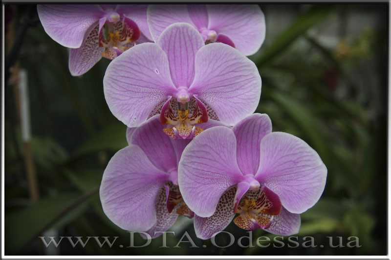 Phalaenopsis, Unknown Hibrid