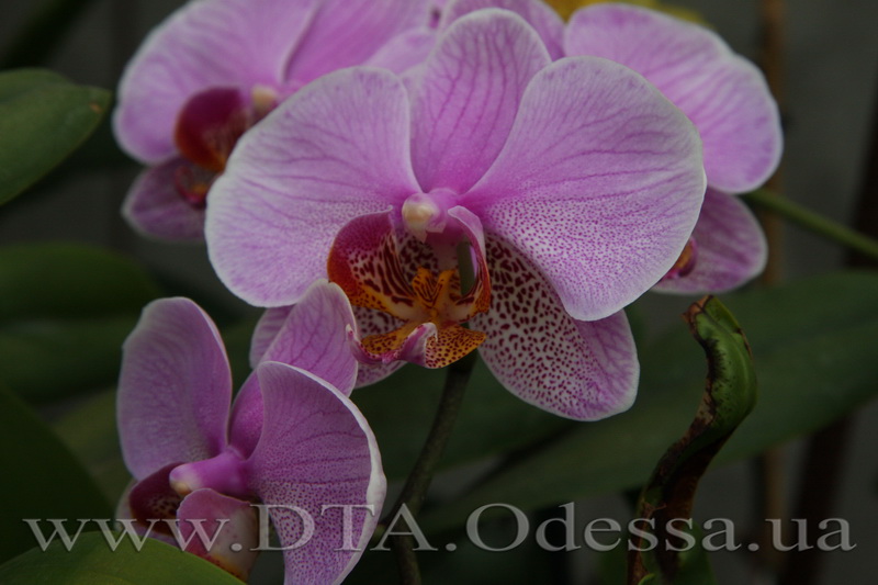 Phalaenopsis, Unknown Hibrid