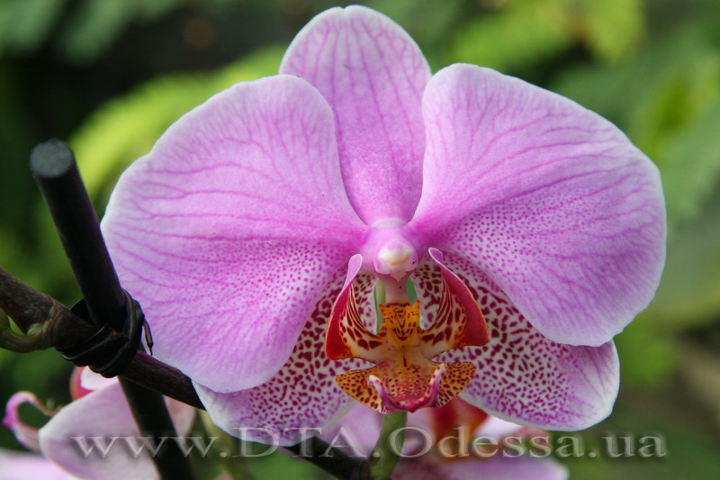 Phalaenopsis, Unknown Hibrid