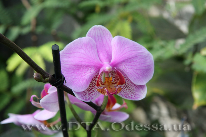 Phalaenopsis, Unknown Hibrid