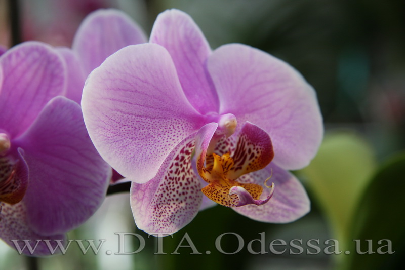 Phalaenopsis, Unknown Hibrid