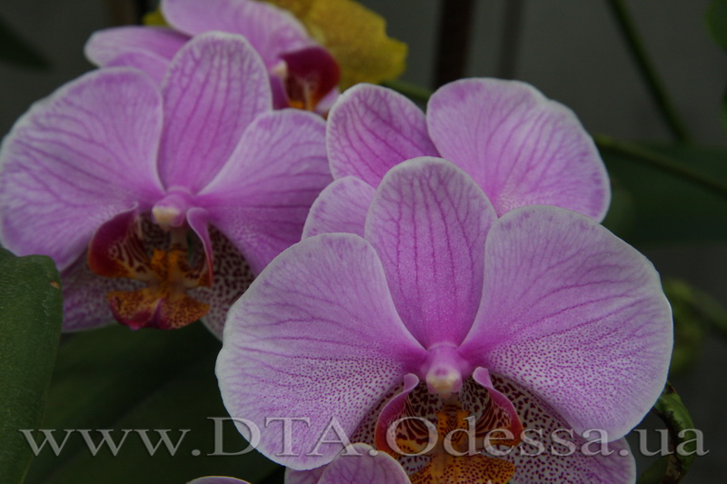 Phalaenopsis, Unknown Hibrid