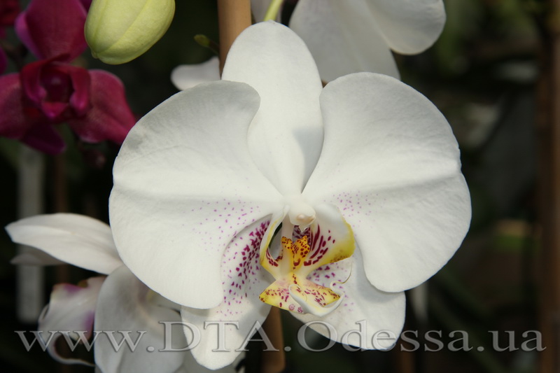 Phalaenopsis, Unknown Hibrid