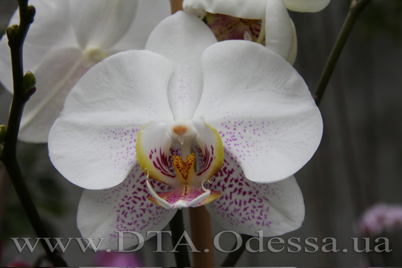 Phalaenopsis, Unknown Hibrid