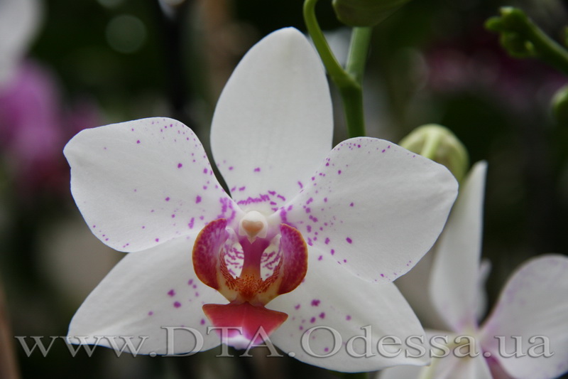Phalaenopsis, Unknown Hibrid