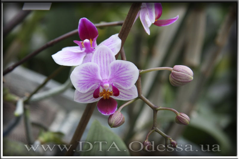 Phalaenopsis, Unknown Hibrid