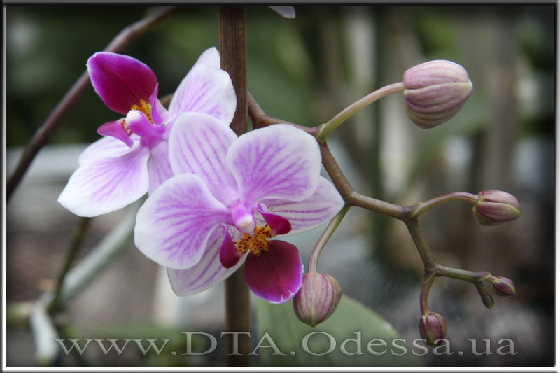 Phalaenopsis, Unknown Hibrid