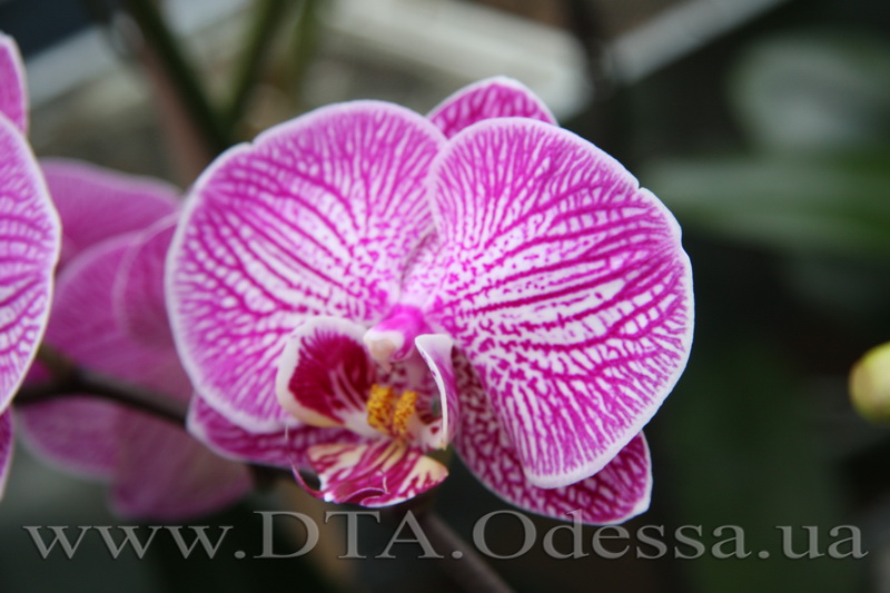 Phalaenopsis (Ruey Lih Stripes x Jazzy) 'Bedford'