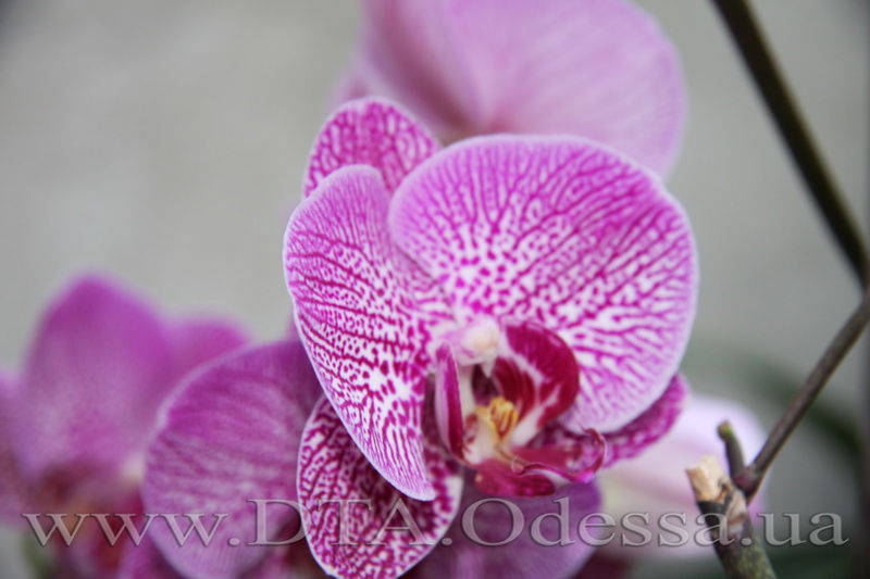 Phalaenopsis Da-chien 'Spider Beauty'