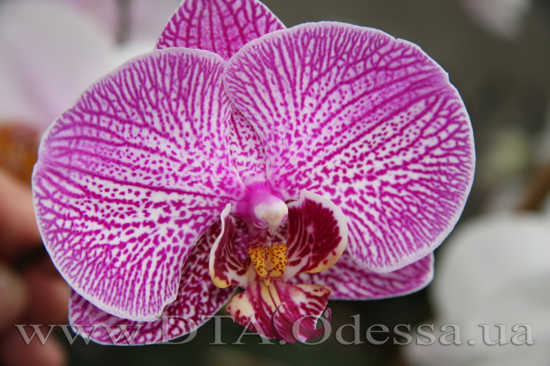 Phalaenopsis Da-chien 'Spider Beauty'