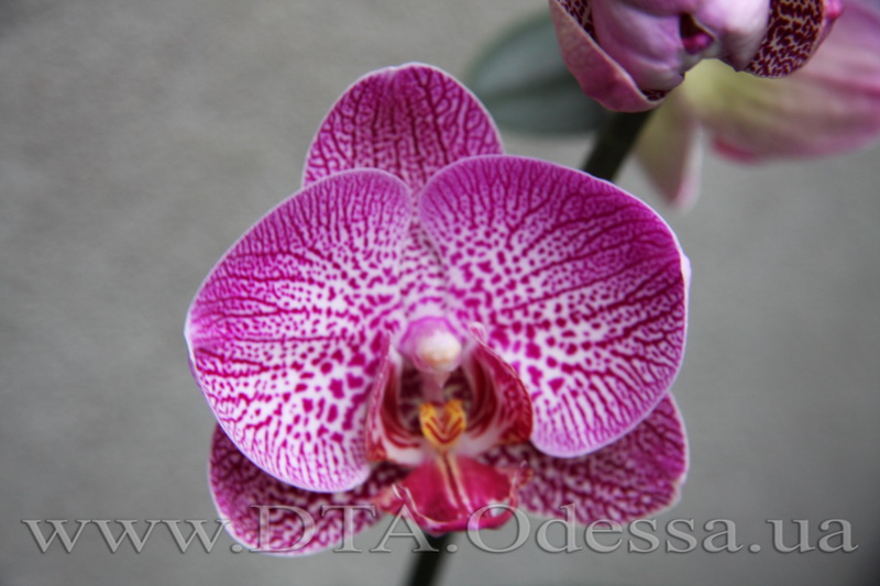 Phalaenopsis Da-chien 'Spider Beauty'