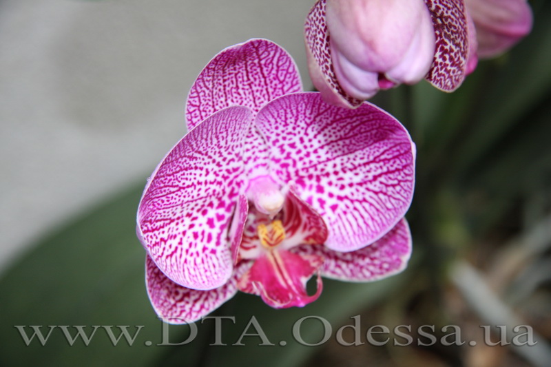 Phalaenopsis Da-chien 'Spider Beauty'