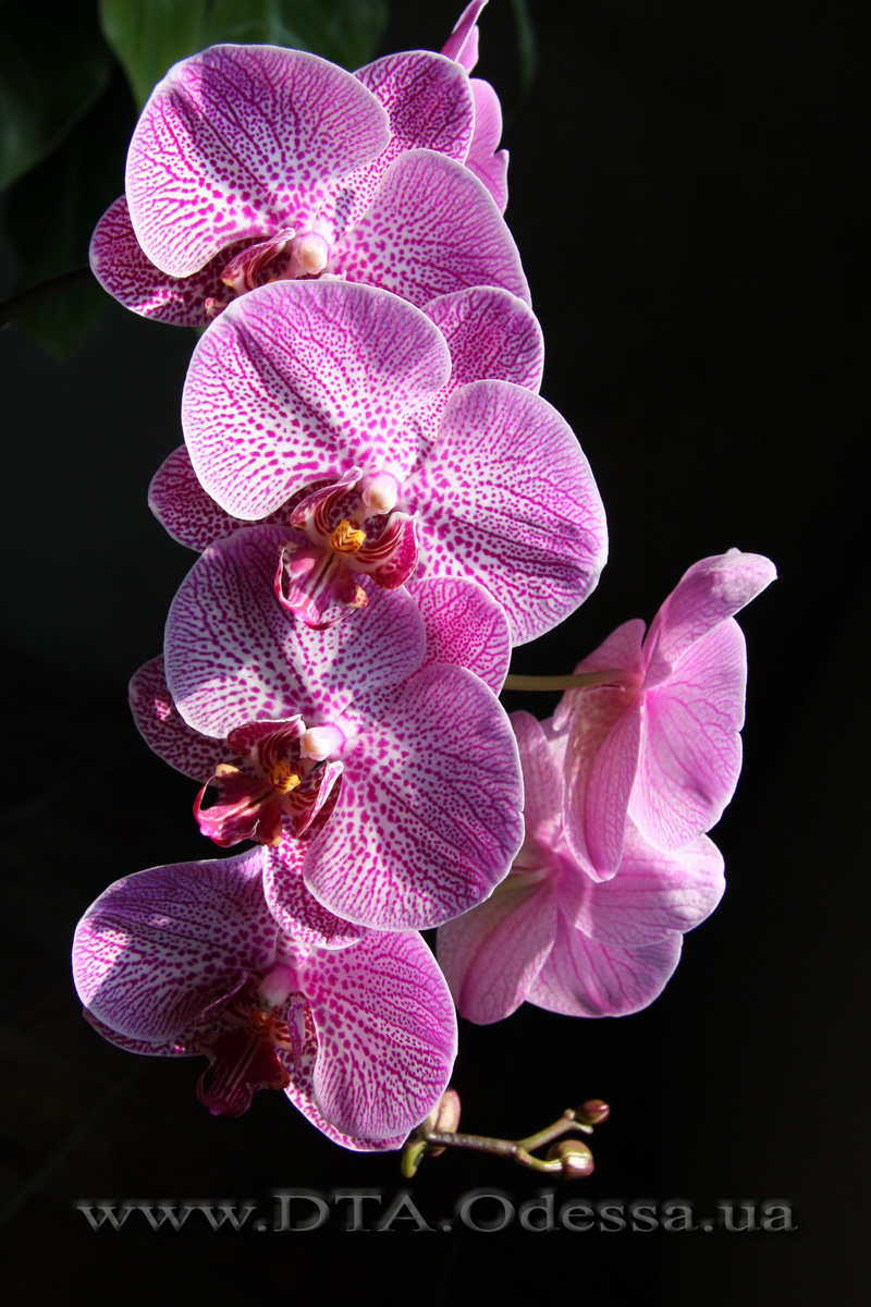 Phalaenopsis Da-chien 'Spider Beauty'