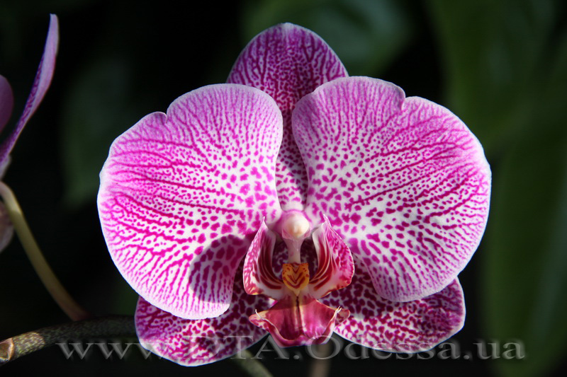 Phalaenopsis Da-chien 'Spider Beauty'