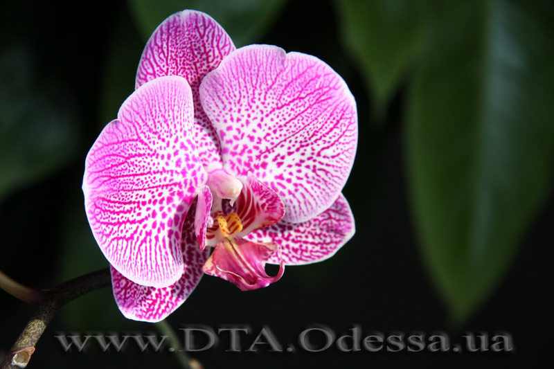 Phalaenopsis Da-chien 'Spider Beauty'