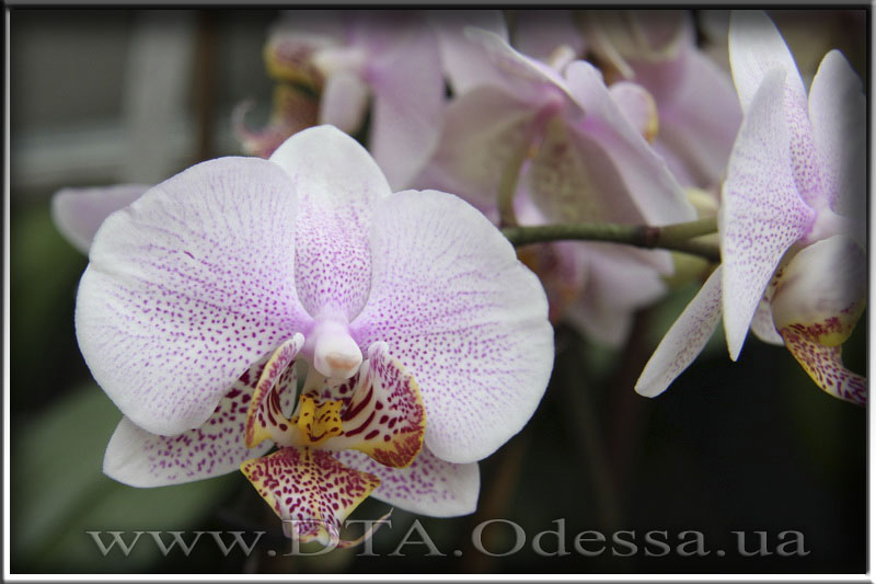 Phalaenopsis, Unknown Hibrid