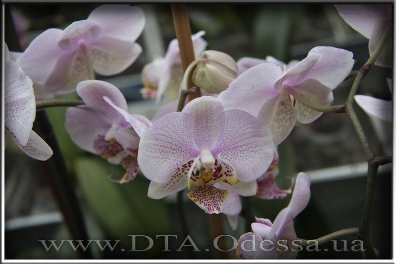 Phalaenopsis, Unknown Hibrid