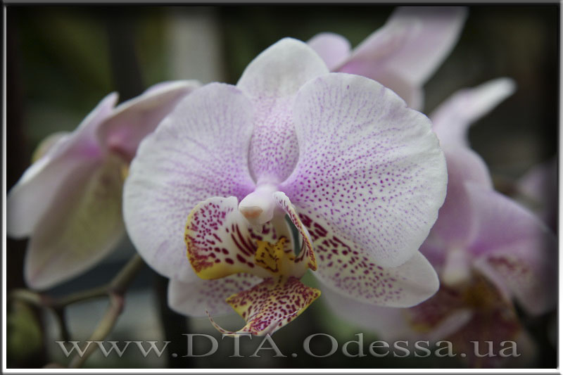 Phalaenopsis, Unknown Hibrid