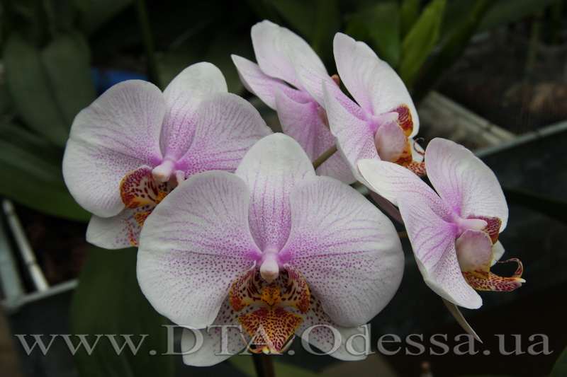 Phalaenopsis, Unknown Hibrid