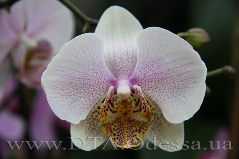 Phalaenopsis, Unknown Hibrid