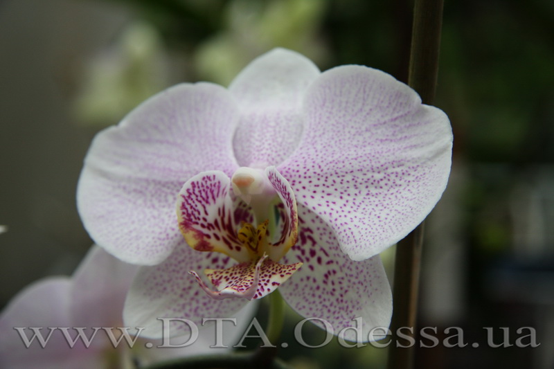 Phalaenopsis, Unknown Hibrid