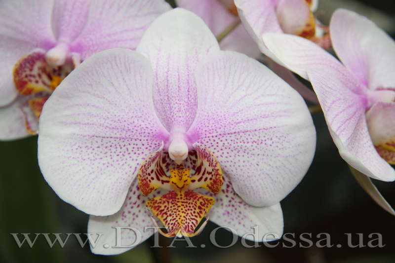 Phalaenopsis, Unknown Hibrid