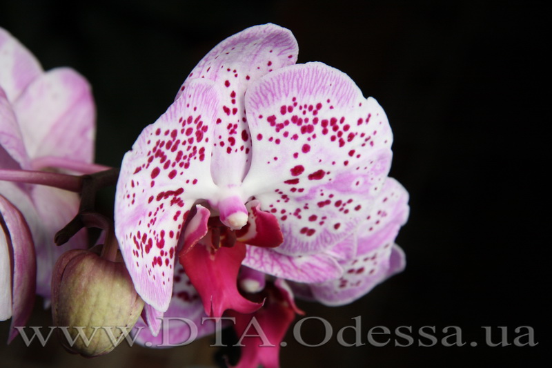 Phalaenopsis Chang Xen Pearl (Phal Ching Hua Spring x Dtps Nobbys Pink Lady)