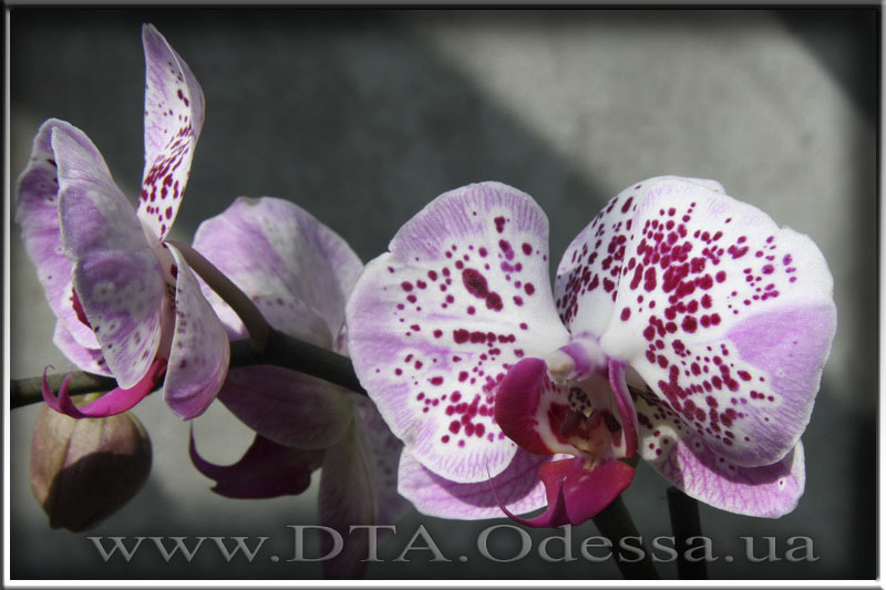 Phalaenopsis Chang Xen Pearl (Phal Ching Hua Spring x Dtps Nobbys Pink Lady)