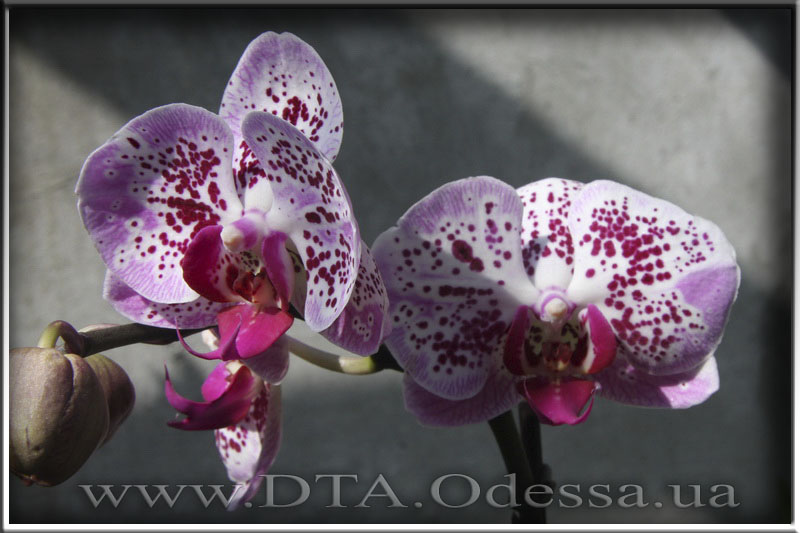 Phalaenopsis Chang Xen Pearl (Phal Ching Hua Spring x Dtps Nobbys Pink Lady)