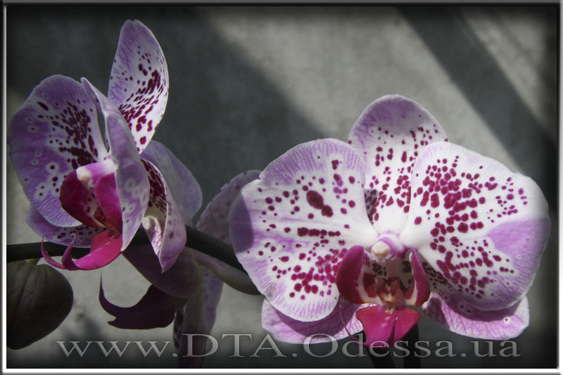 Phalaenopsis Chang Xen Pearl (Phal Ching Hua Spring x Dtps Nobbys Pink Lady)