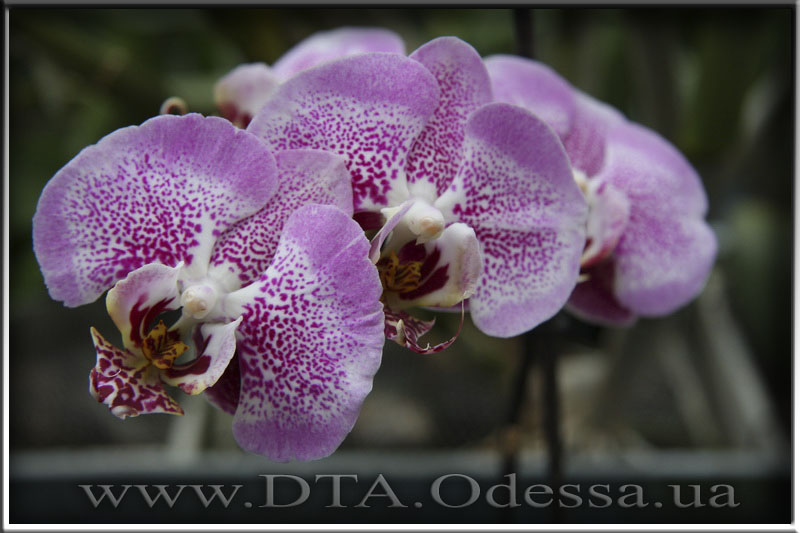 Phalaenopsis 'Sexy Pink'