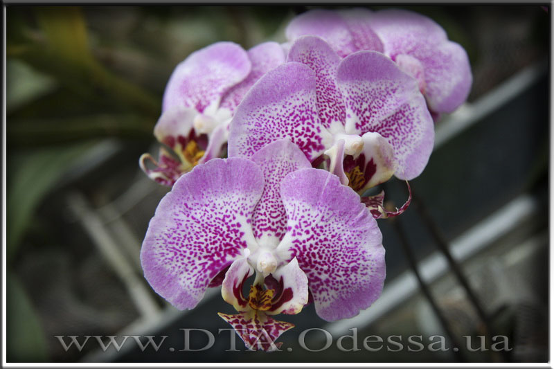 Phalaenopsis 'Sexy Pink'