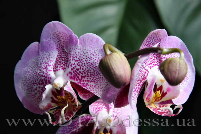 Phalaenopsis 'Sexy Pink'