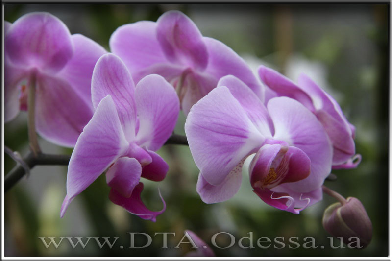 Phalaenopsis, Unknown Hibrid