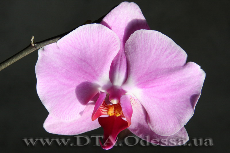 Phalaenopsis, Unknown Hibrid