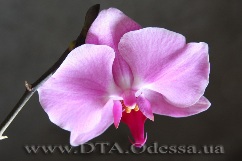 Phalaenopsis, Unknown Hibrid