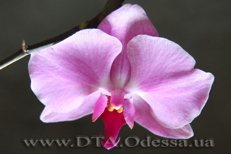 Phalaenopsis, Unknown Hibrid