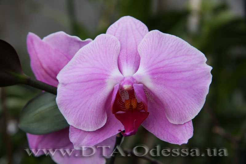 Phalaenopsis, Unknown Hibrid