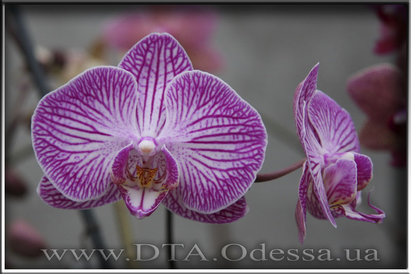 Phalaenopsis, Unknown Hibrid