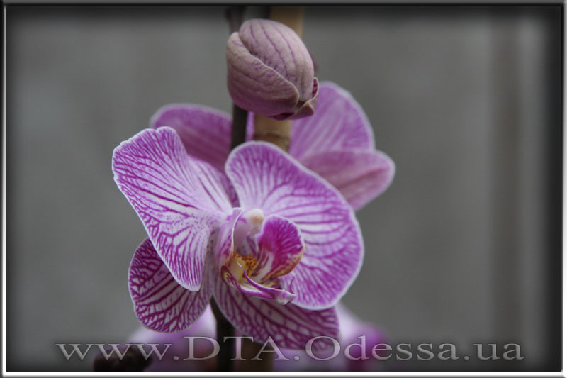 Phalaenopsis, Unknown Hibrid