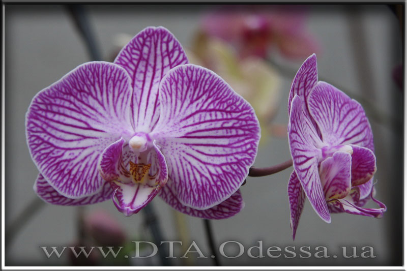 Phalaenopsis, Unknown Hibrid