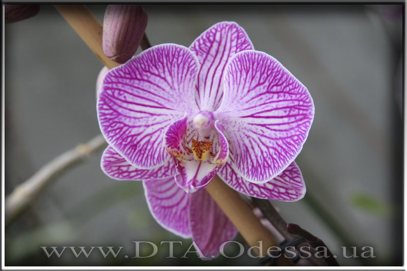 Phalaenopsis, Unknown Hibrid