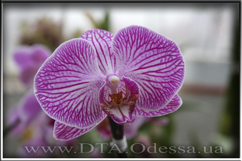 Phalaenopsis, Unknown Hibrid