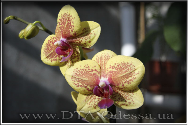 Phalaenopsis 'Unknown Hibrid'