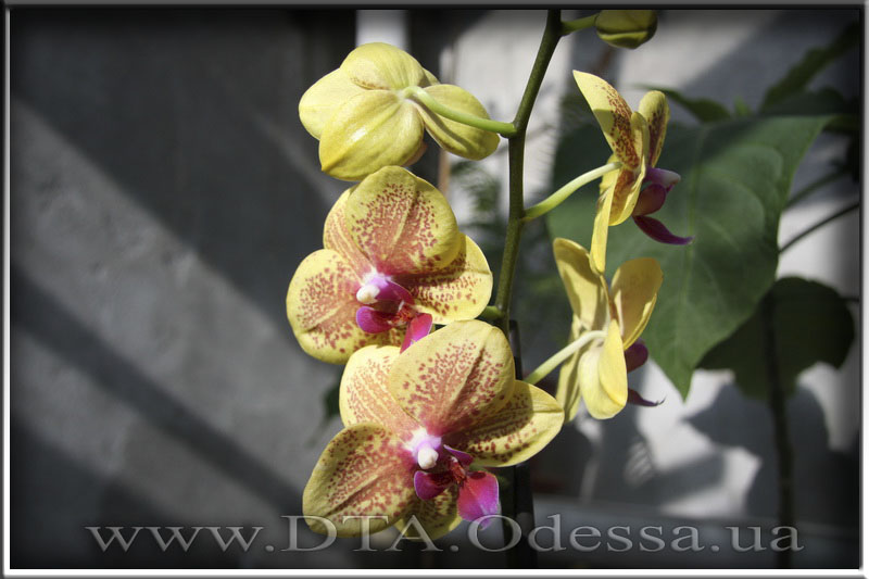 Phalaenopsis 'Unknown Hibrid'