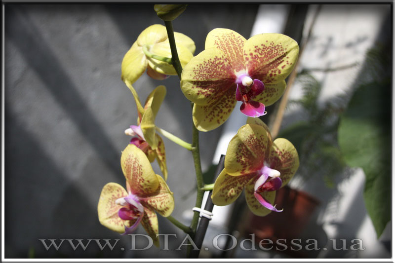 Phalaenopsis 'Unknown Hibrid'