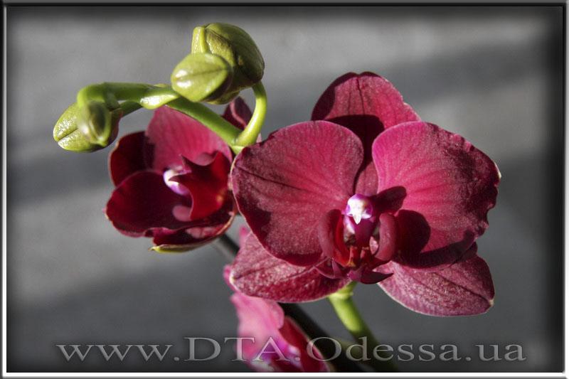 Phalaenopsis 'Indiana'